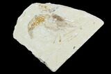 Cretaceous Fossil Shrimp - Lebanon #123899-1